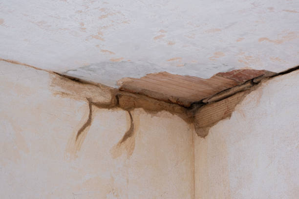 Best Professional water damage repair  in Medina, TX
